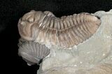 Double Flexicalymene Trilobite from Ohio - D #5912-1